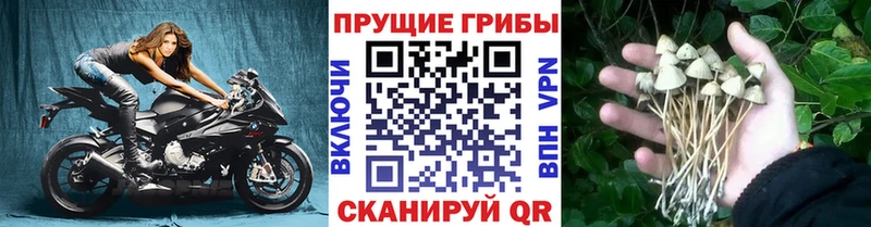 Галлюциногенные грибы мицелий  Купить закладки  Заречный 